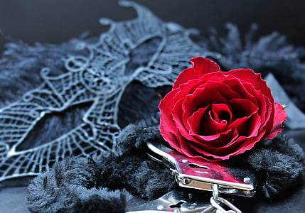 closeup photo of red rose flower thumbnail