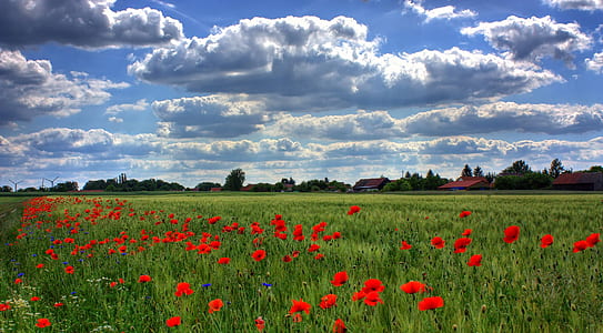 Red Flower Fields during Daytime thumbnail