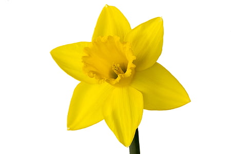 yellow daffodil flower thumbnail