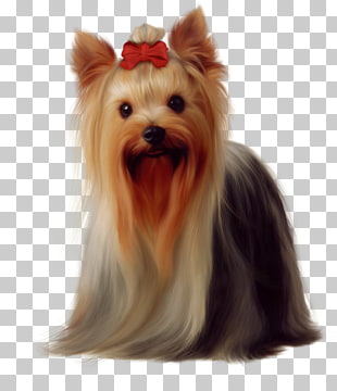 Yorkshire Terrier Golden Retriever Maltese Dog Boston Terrier