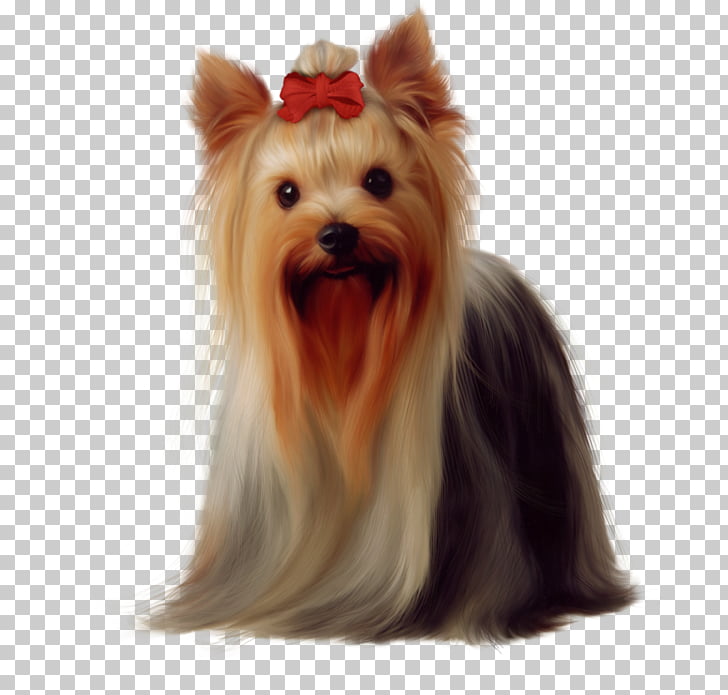 Yorkshire Terrier Golden Retriever Maltese Dog Boston Terrier