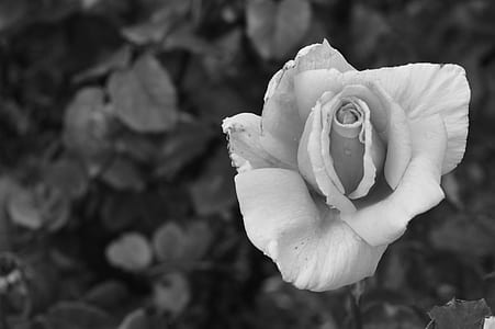 black-and-white, love, petals, blossoms thumbnail