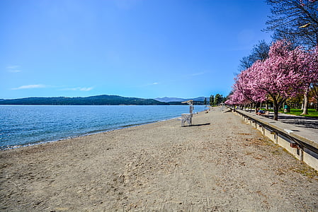 landscape photo of trees near shore thumbnail