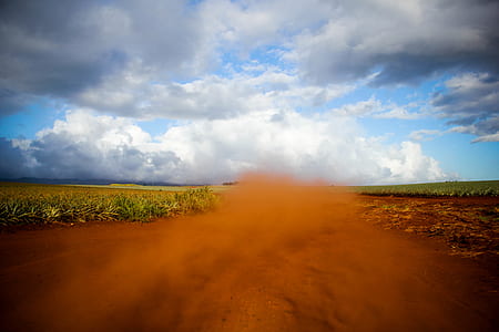 landscape photography of plant field thumbnail