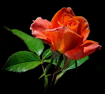 Close-up Photo of Red Rose thumbnail