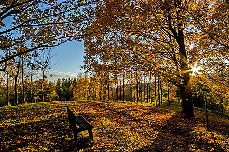 empty bench near tree thumbnail