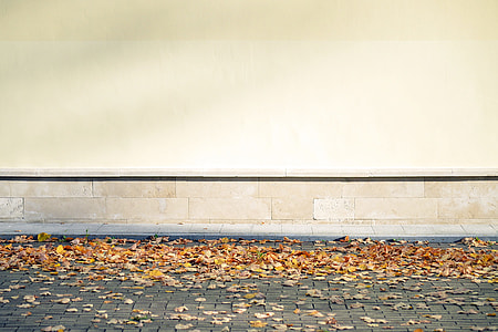 dried leaves on gray concrete floor thumbnail