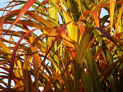 yellow-and-green linear leaf plant thumbnail