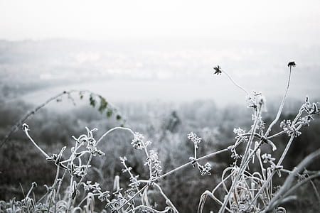 grayscale photo of green leafed plant thumbnail