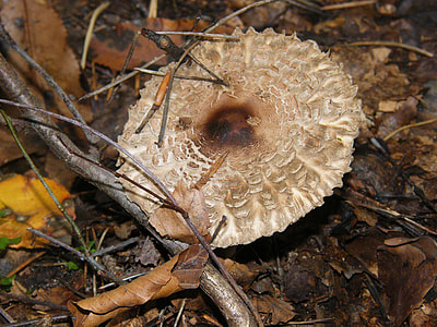 Giant Screen Fungus, Drum Mallets thumbnail
