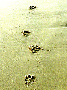 footstep on sands thumbnail