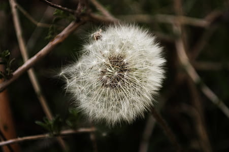 nature, summer, garden, grass thumbnail