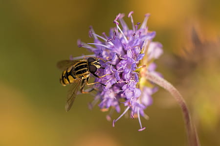 macro photography of bee on flower thumbnail
