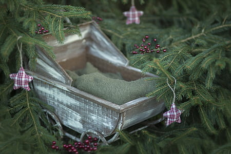 selective focus photography of brown and white pram stroller beside pine tree thumbnail