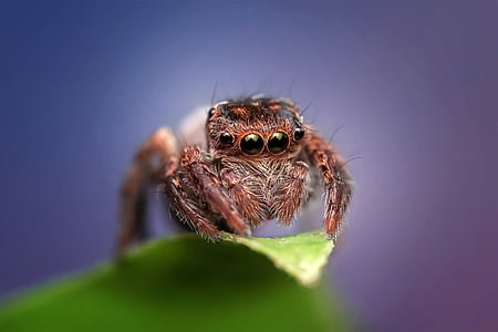 macro shot photography of jumping spider on green leaf thumbnail