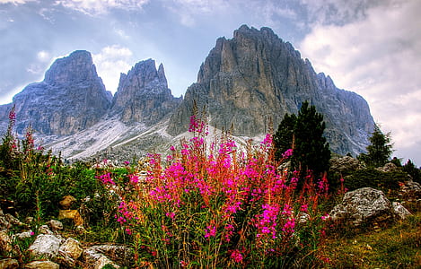 pink flowers near the gray mountain range thumbnail