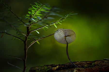 shallow focus photography of green leaf thumbnail