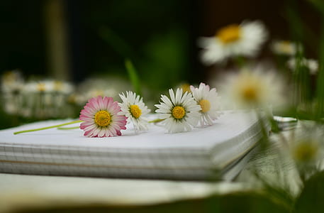 Daisy flowers on top of white ruled paper pad thumbnail