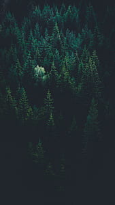 bird's eye view photo of tall green trees thumbnail