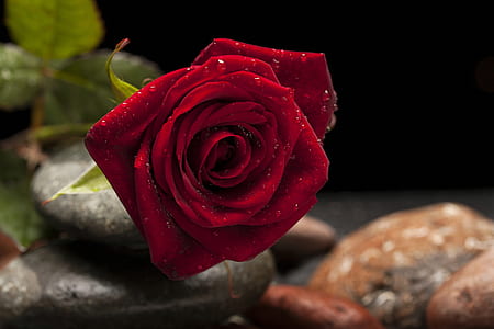 rocks, petals, blur, leaves thumbnail