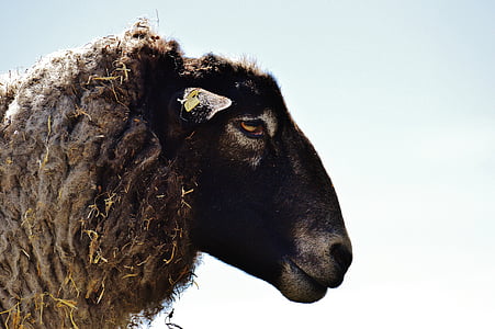 black lamb thumbnail