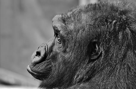 grayscale photo of chimpanzee thumbnail