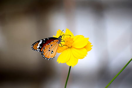 selective focus photography of Vanessa atalanta butterfly perched on yellow petaled flower thumbnail