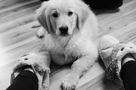 golden retriever puppy lying on floor beside person thumbnail