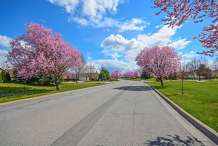 gray concrete road beside pink trees thumbnail