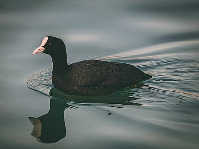 black duck on body of water thumbnail
