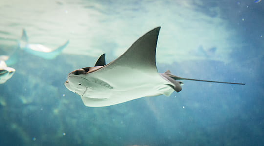 manta ray swimming underwater thumbnail