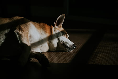 tan and white corgi sleeping in dark room thumbnail