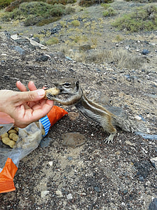 Squirrel, Squirrel Eating From Hands thumbnail