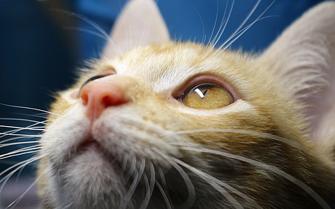 close up photo of orange cat thumbnail