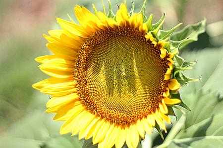 sunflower thumbnail