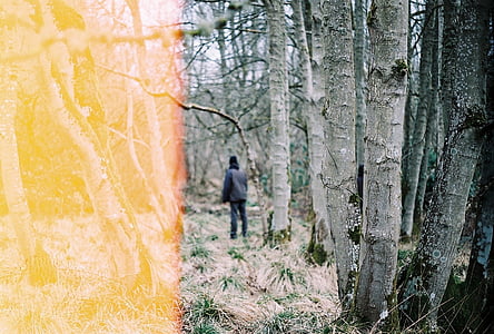 person standing near withered trees thumbnail