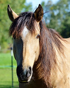 portrait brown horse thumbnail