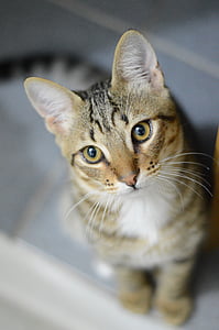 brown tabby cat thumbnail