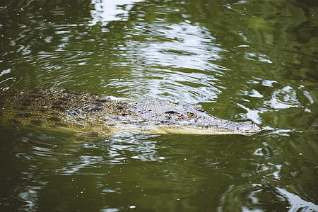 Photo of Crocodile in Water. thumbnail