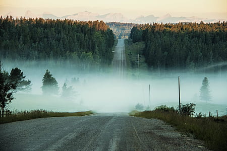 gray concrete road beside green leafed trees thumbnail