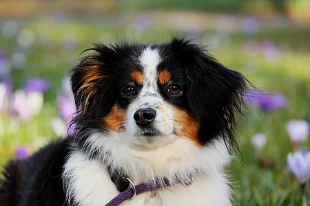 Bernese mountain puppy on focus photo thumbnail