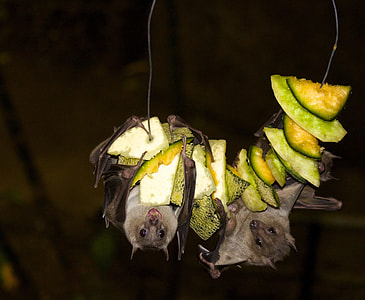 two bats eating vegetable thumbnail