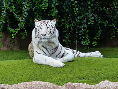 white and black tiger lying on green grass during daytime thumbnail