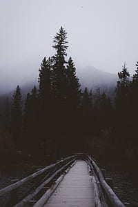 white wooden bridge near forest during daytime thumbnail