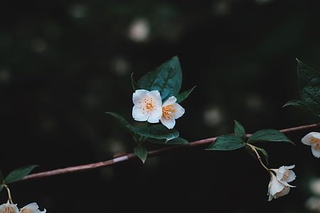 close-up photo white flowering green leafed plant thumbnail