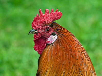 brown rooster macro photography thumbnail
