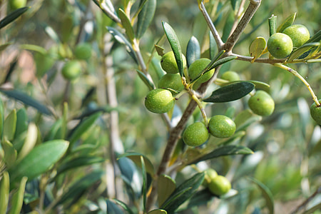 close-up photo of green fruits thumbnail