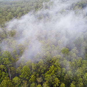 green leafed trees surrounded of fog thumbnail