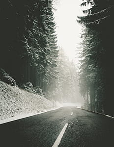 foggy road surrounded by trees thumbnail