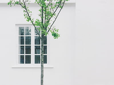 green leaf plant in front of the window thumbnail